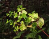 Euphorbia stricta. Часть соцветия с завязавшимися плодами. Крым, окр. Ялты, гора Лапата, сосновый лес. 18 июля 2014 г.