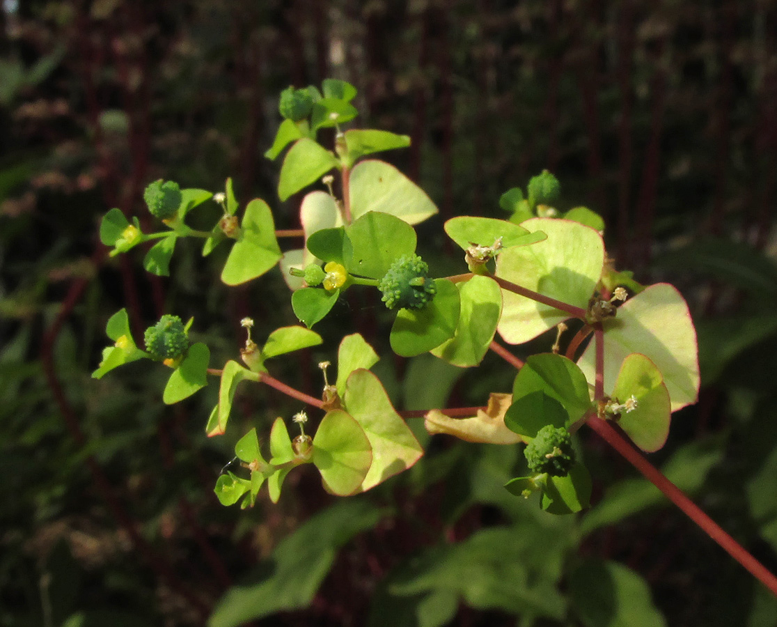 Image of Euphorbia stricta specimen.