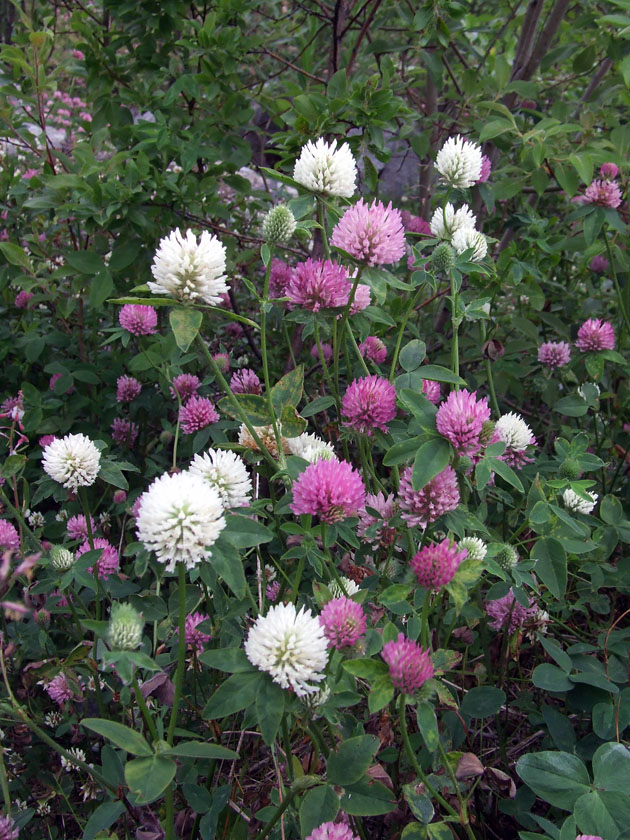 Изображение особи Trifolium pratense.