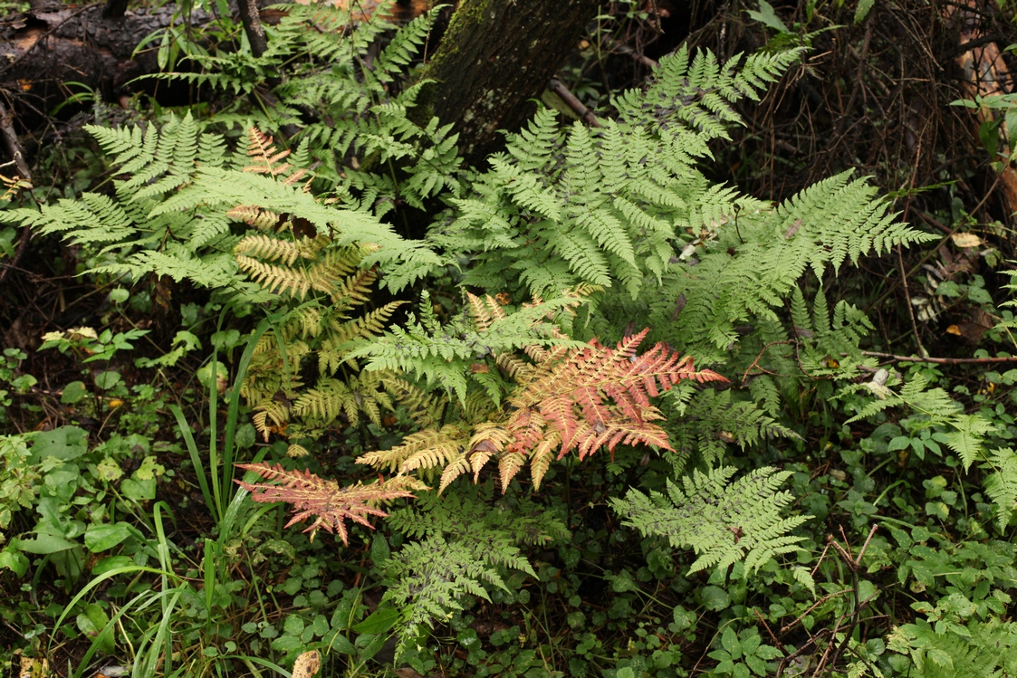 Image of Dryopteris expansa specimen.