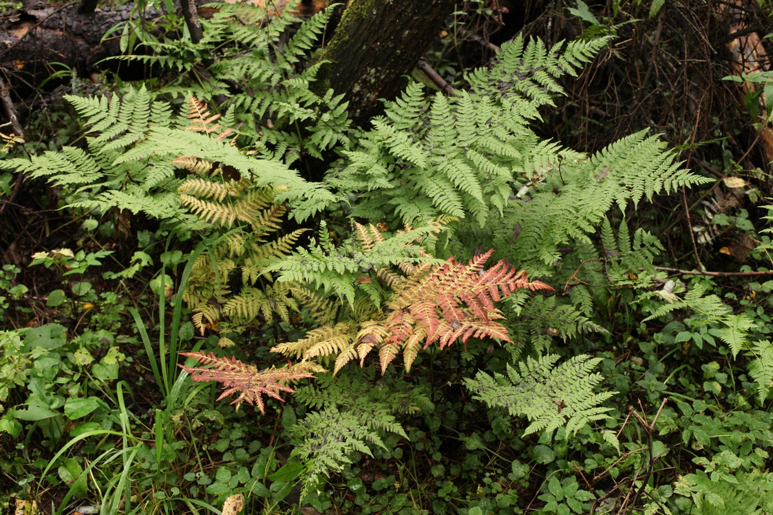 Изображение особи Dryopteris expansa.