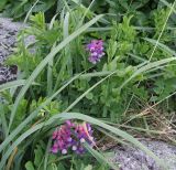 Lathyrus japonicus подвид pubescens. Цветущее растение. Кольский полуостров, Восточный Мурман, супралитораль губы Ярнышная. 20.07.2009.