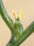 Salsola tragus