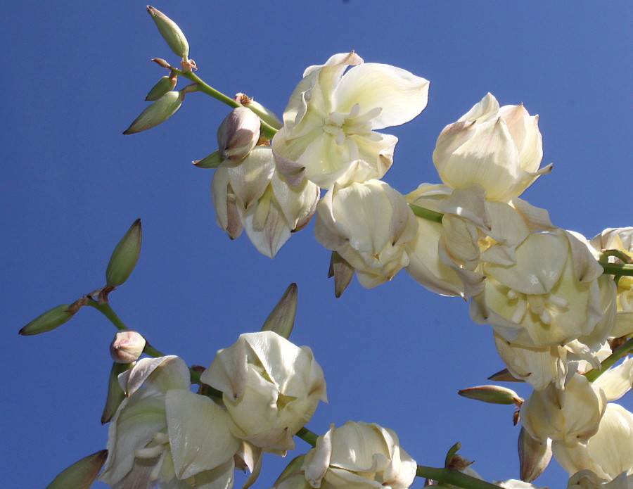 Изображение особи Yucca filamentosa.