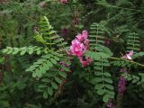 Indigofera heterantha