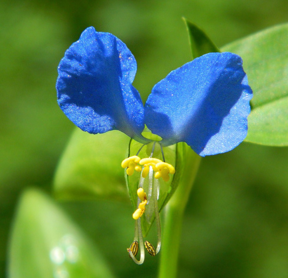 Изображение особи Commelina communis.