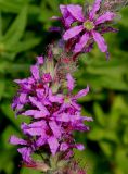 Lythrum salicaria