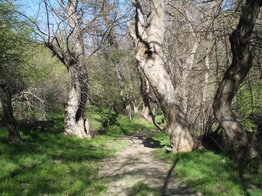 Image of Fraxinus sogdiana specimen.