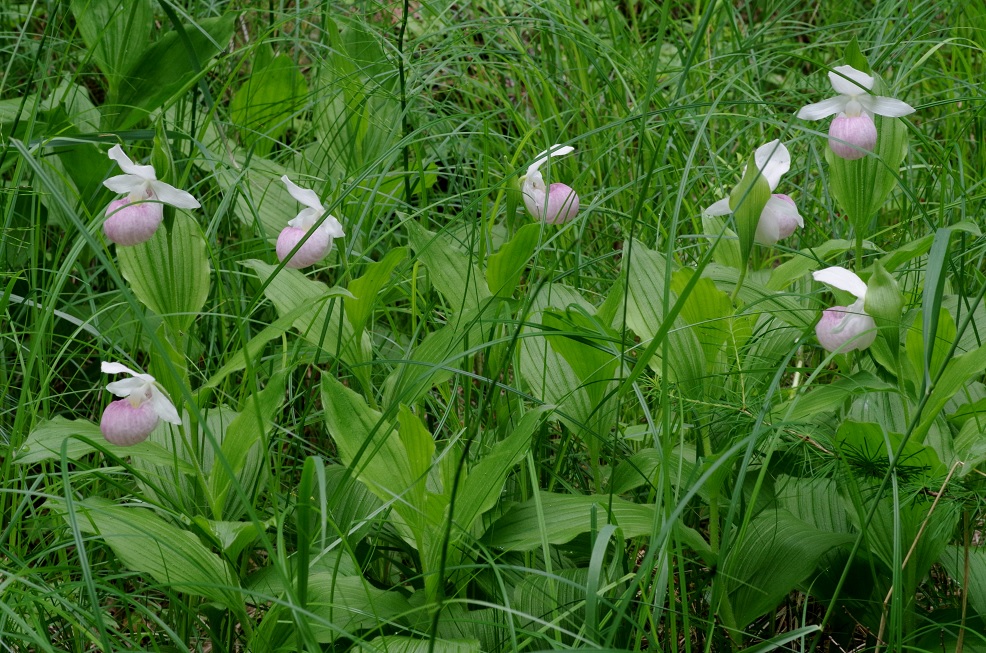 Изображение особи Cypripedium reginae.