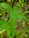 Campanula rapunculoides