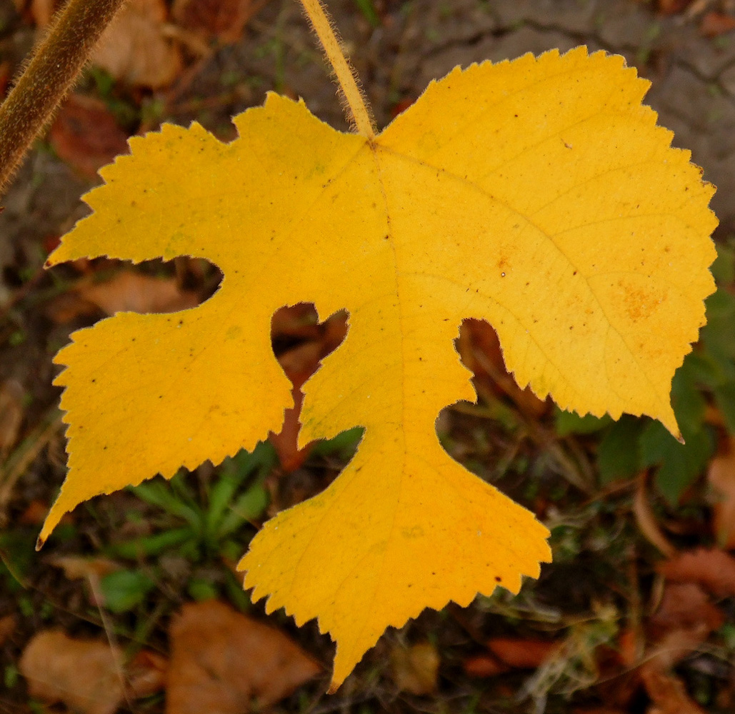 Изображение особи Broussonetia papyrifera.