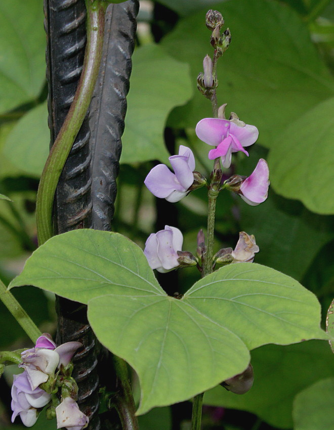 Изображение особи Dolichos purpureus.