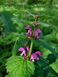 Lamium maculatum