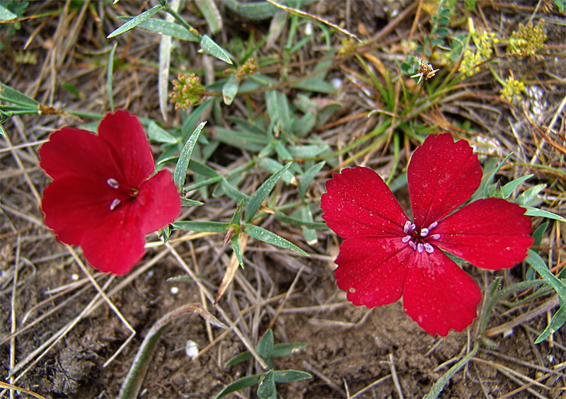 Image of Dianthus vladimiri specimen.