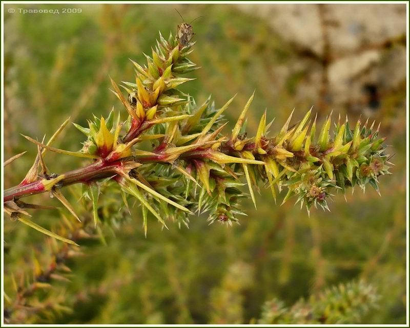 Изображение особи Salsola tragus.