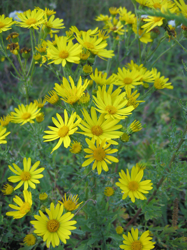 Изображение особи Senecio ambraceus.