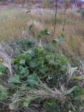 Rumex confertus