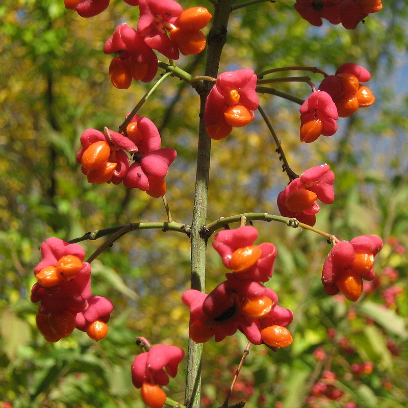 Изображение особи Euonymus europaeus.