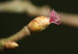 Corylus avellana. Женская цветочная почка. Московская обл., Раменский р-н, окр. дер. Хрипань. 27.04.2009.