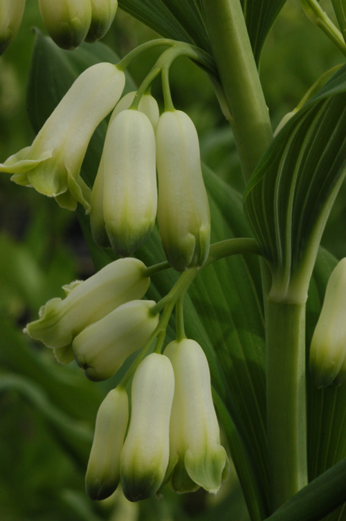 Image of Polygonatum multiflorum specimen.