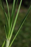 Allium ramosum