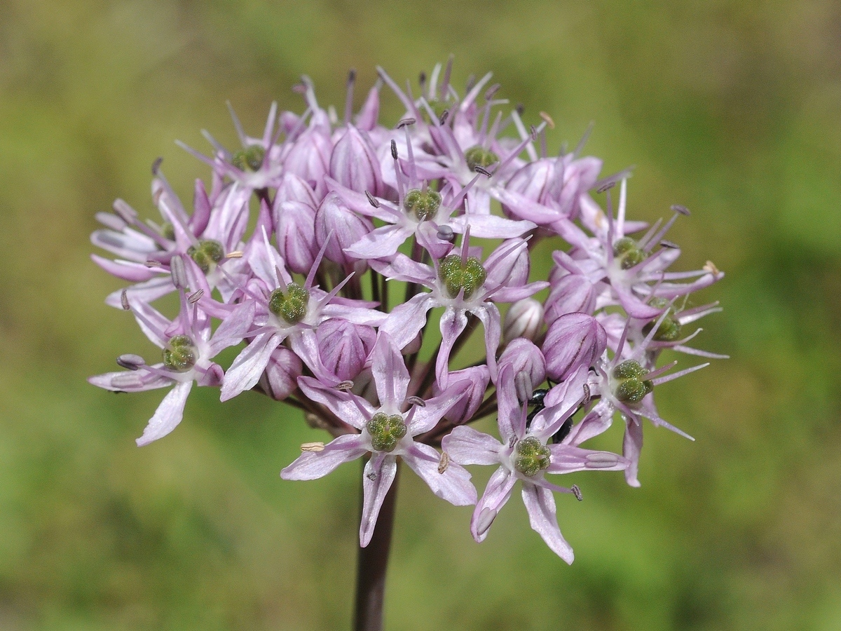 Изображение особи Allium quercetorum.