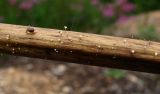 Filipendula ulmaria. Часть прошлогоднего стебля с апотециями дискомицета и улиткой-янтаркой (Succinea putris). Окр. Архангельска, окраина леса. 12.08.2015.