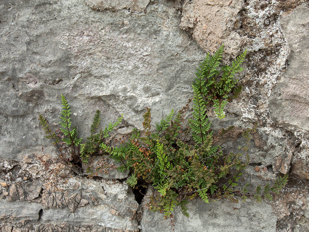 Изображение особи Oeosporangium acrosticum.