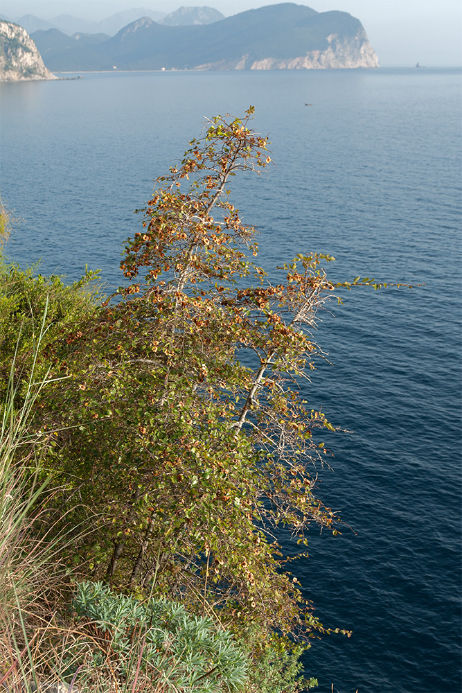 Image of Paliurus spina-christi specimen.