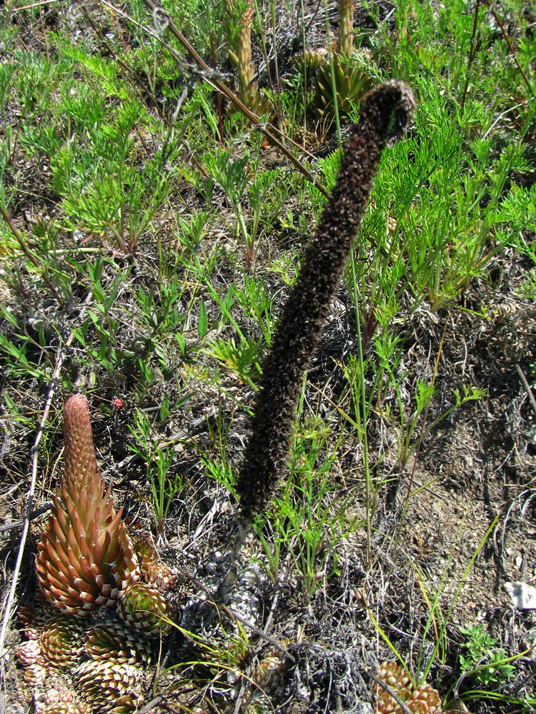 Изображение особи Orostachys spinosa.