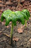 Dysosma pleiantha