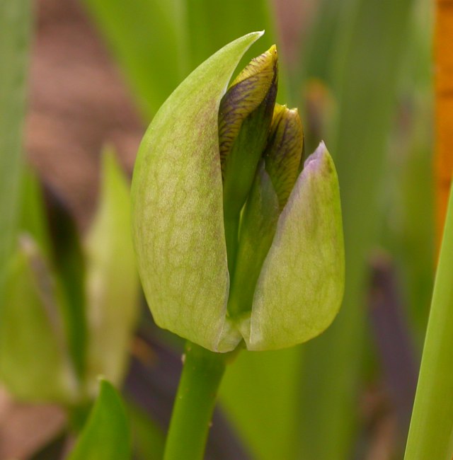 Image of Iris bloudowii specimen.