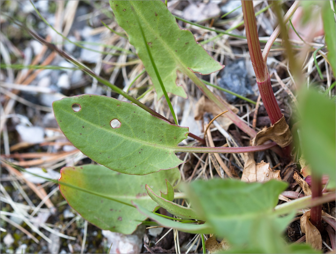 Изображение особи Rumex thyrsiflorus.