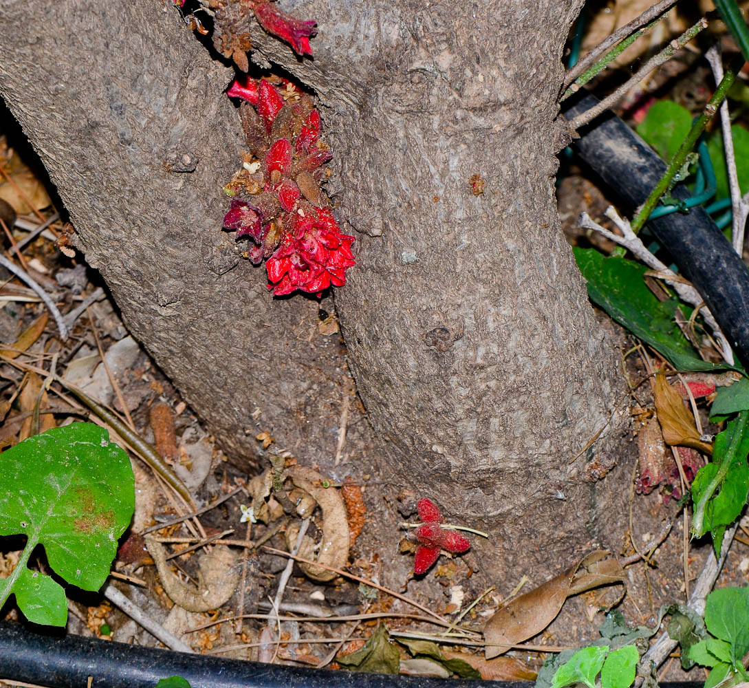 Изображение особи Brachychiton bidwillii.