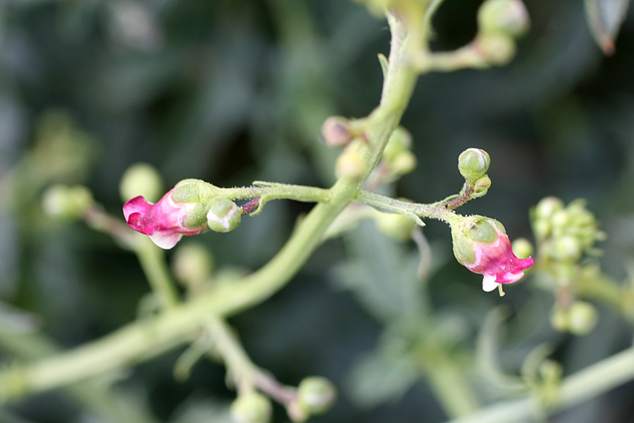 Изображение особи Scrophularia kiriloviana.