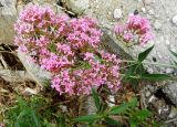 Centranthus ruber