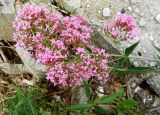 Centranthus ruber. Верхушка побега с соцветиями. Франция, Приморские Альпы, пригород Граса, рудеральное местообитание. 22.07.2014.