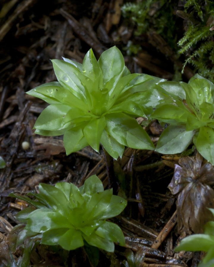 Изображение особи Rhodobryum roseum.