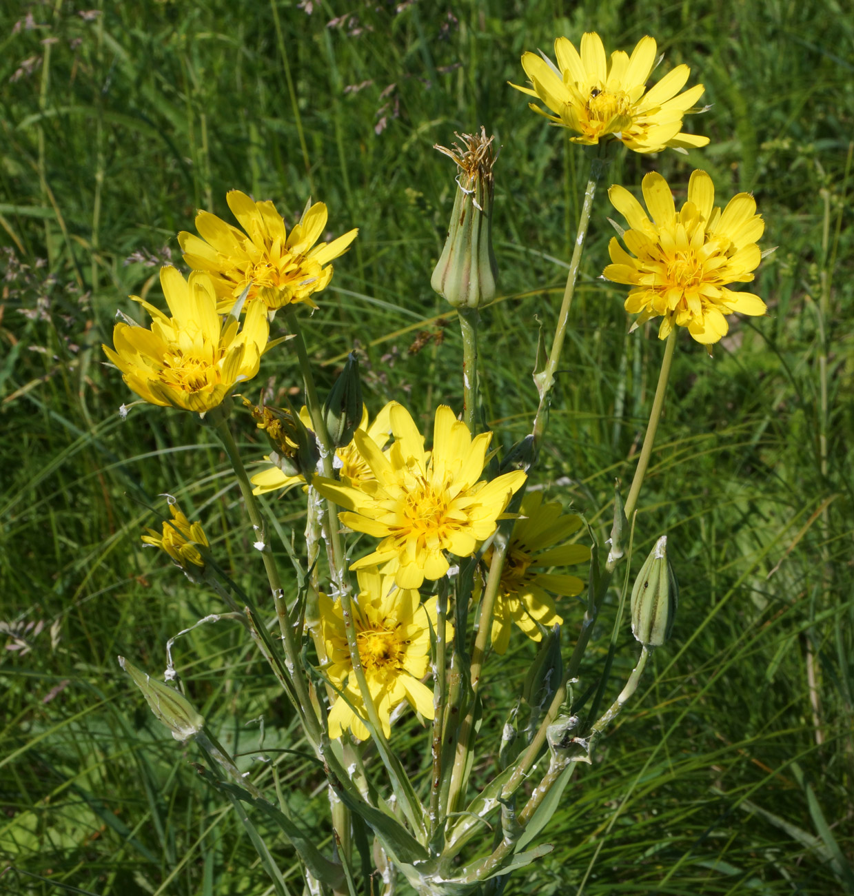 Image of Tragopogon orientalis specimen.