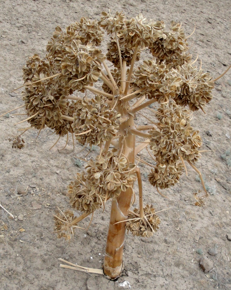 Image of Ferula assa-foetida specimen.