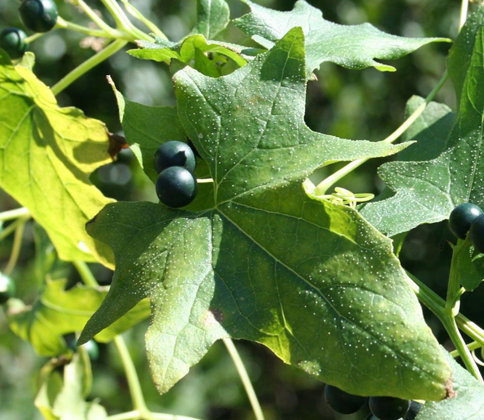 Image of Bryonia melanocarpa specimen.