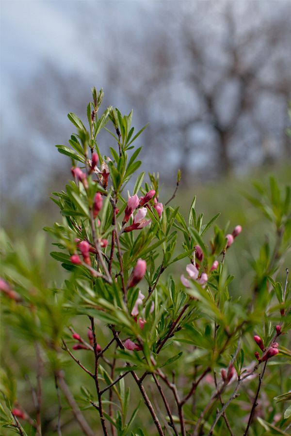 Изображение особи Amygdalus nana.