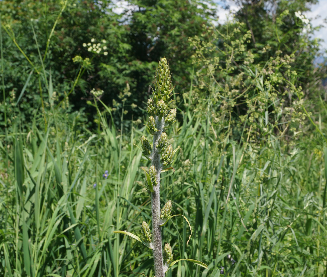 Изображение особи Veratrum nigrum.