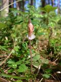 Calypso bulbosa. Отцветающее растение. Свердловская обл., окр. г. Североуральск, травяно-моховой сосняк с елью на известняках. 30.05.2007.