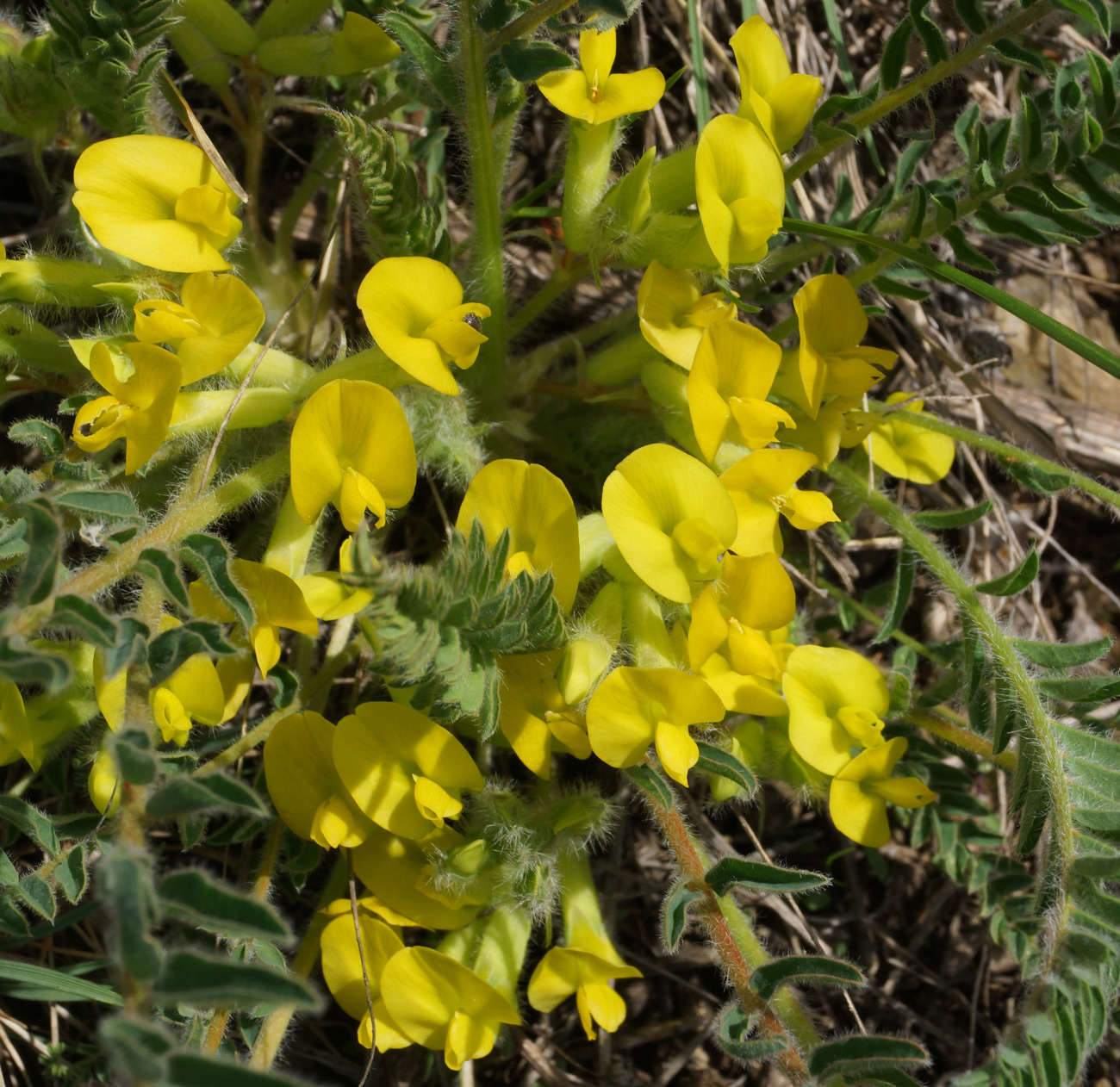 Image of Astragalus buchtormensis specimen.
