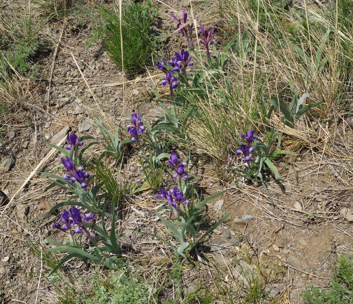 Изображение особи Iris glaucescens.