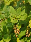 Berberis amurensis