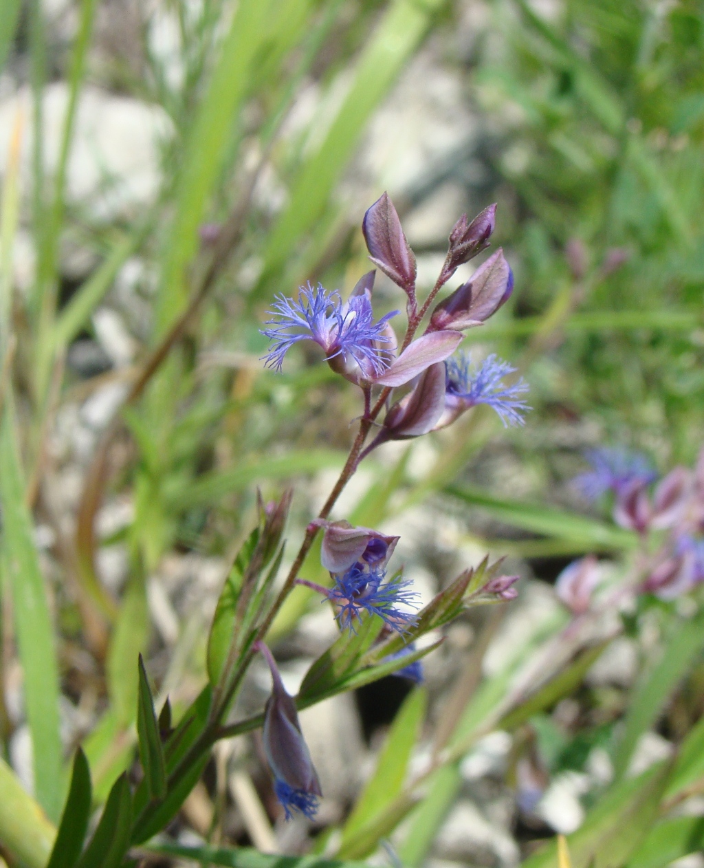 Image of Polygala sibirica specimen.