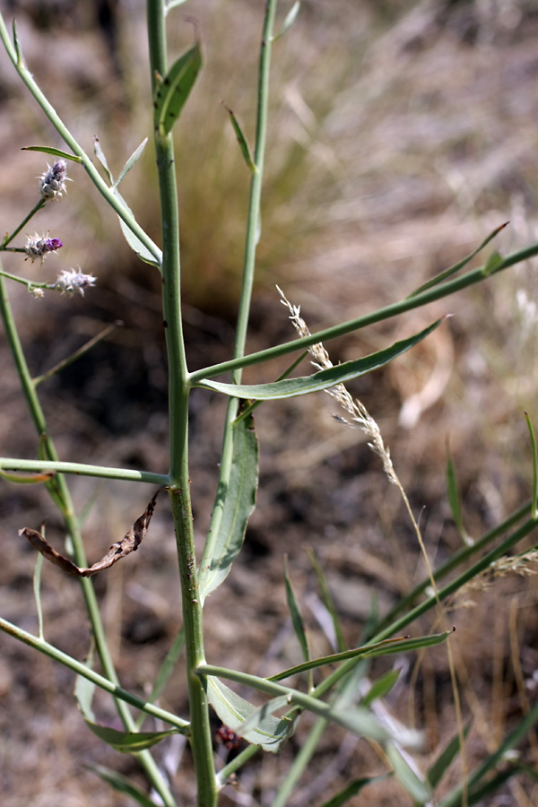 Image of genus Chondrilla specimen.