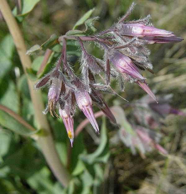 Изображение особи Rindera tetraspis.